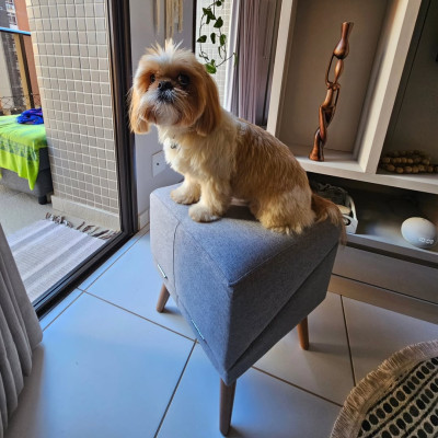 Tabouret en tissu de haute qualité gris avec rampe pour animaux (rampe de canapé) Tabouret en tissu de haute qualité gris avec rampe pour animaux (rampe de canapé)